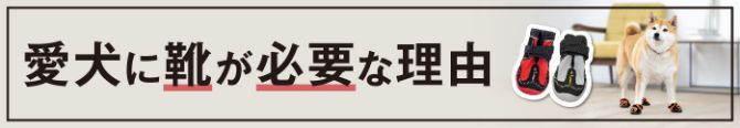 愛犬に靴が必要な理由