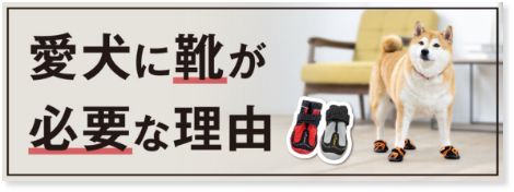 愛犬に靴が必要な理由