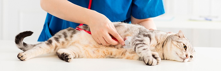 わんにゃんコラム】猫の甲状腺機能亢進症｜老犬用品・ペット用品通販 