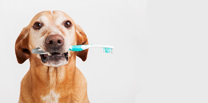 獣医師わんにゃんコラム 犬の歯周病 症状と治療 老犬用品 ペット用品通販ならペットベリー