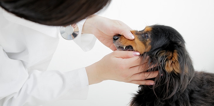 獣医師わんにゃんコラム 犬の歯周病 症状と治療 老犬用品 ペット用品通販ならペットベリー