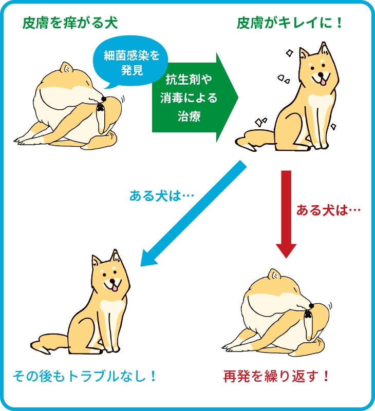 わんにゃんコラム 皮膚のかゆみ 老犬用品 ペット用品通販ならペットベリー