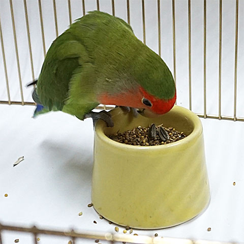 ���åפ�����ˤ��� �ץ�󷿿���