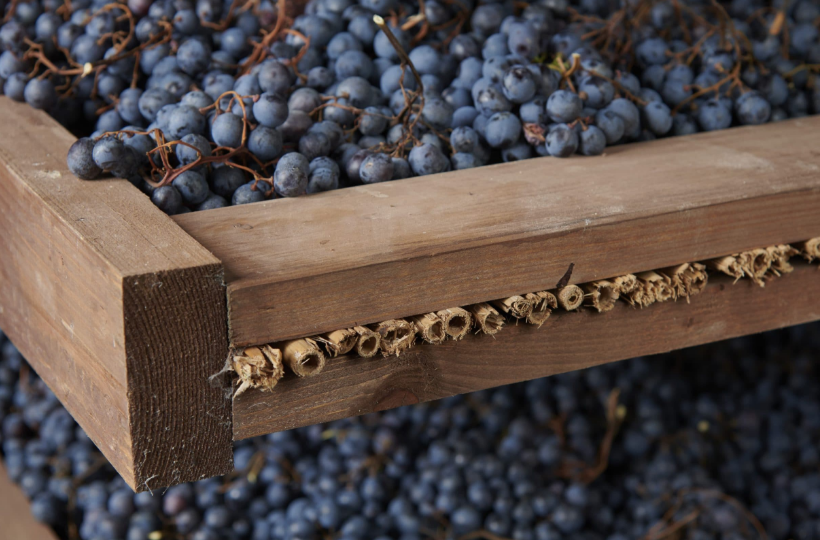 収穫した葡萄の写真