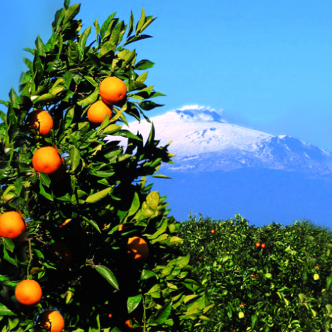 オレンジの樹の写真