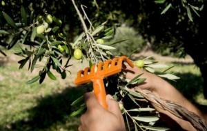 オリーブを収穫する写真