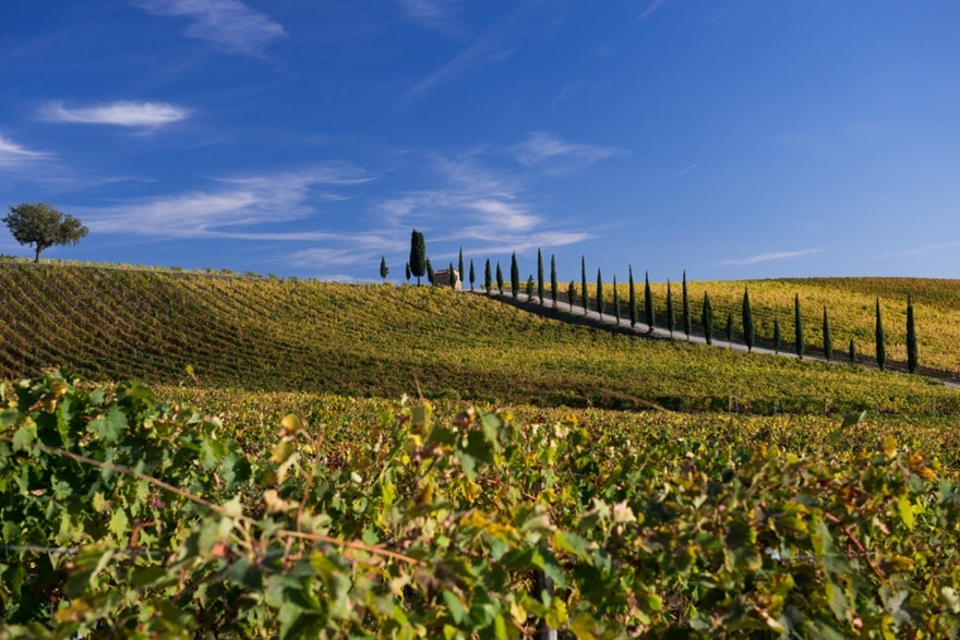 ラ・セルヴァネッラの畑