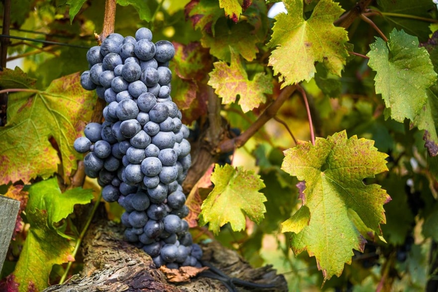 サンジョベーゼ