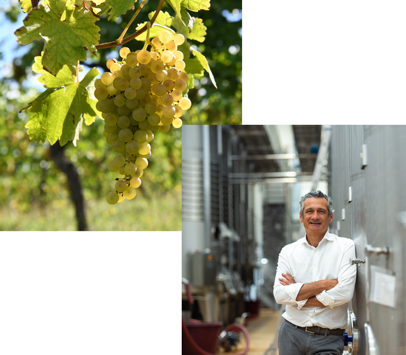 ヴェルディッキオ