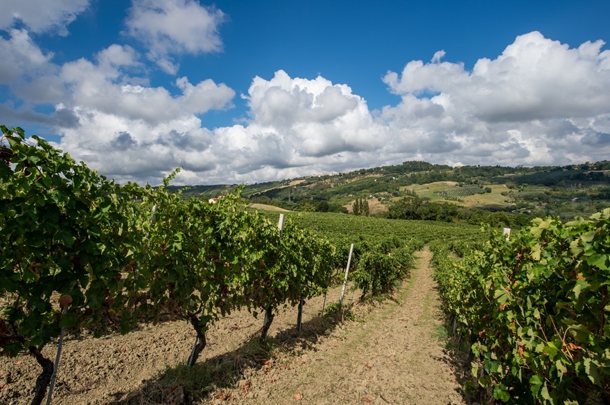 【2021年廃番】 EDELWEISS エーデルワイス　パーフェクション セット 2021年廃番】 EDELWEISS エーデルワイス パーフェクション セット 楽天