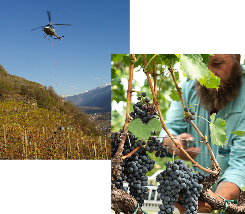 ニーノ・ネグリ