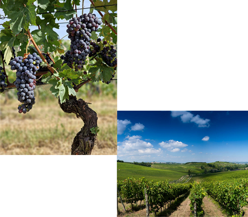 サンジョベーゼ