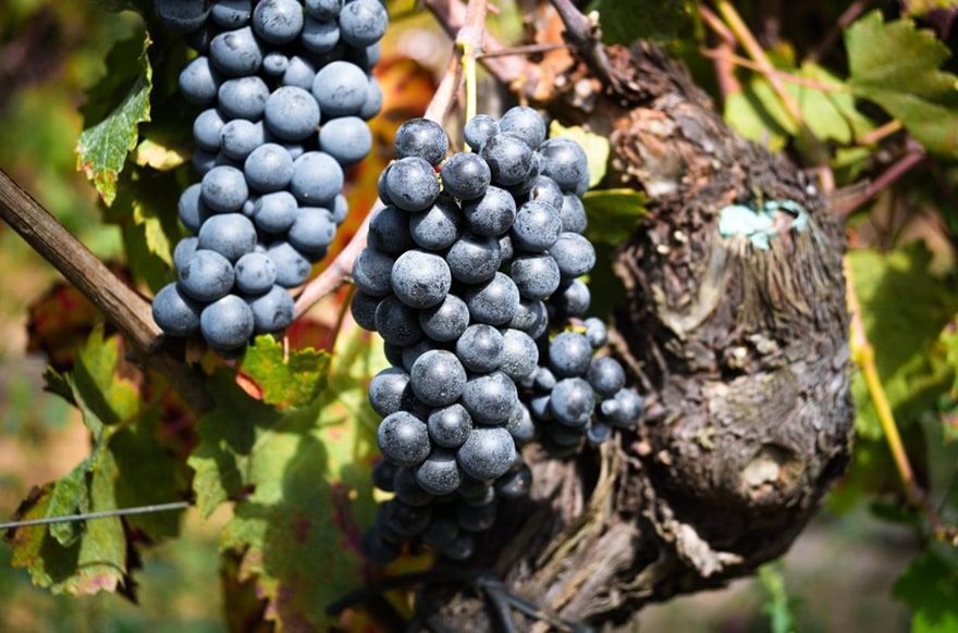 サンジョベーゼ