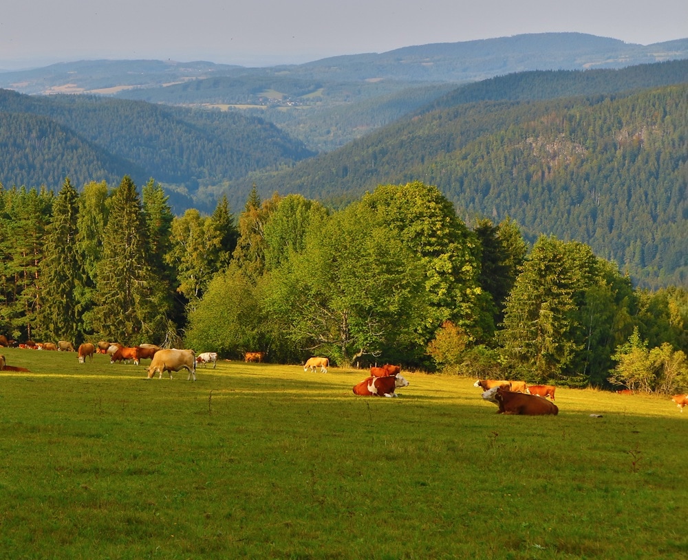 チェコの牧場イメージ