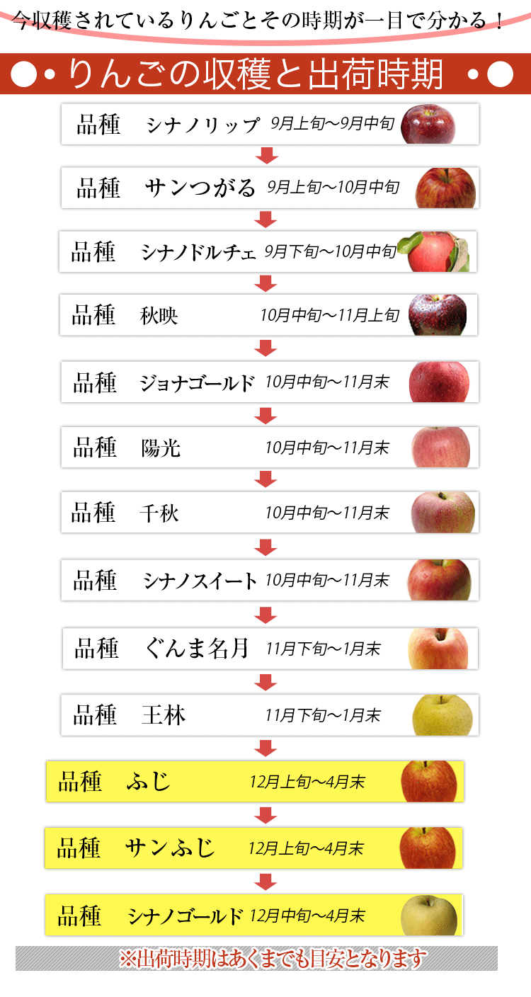 りんごの収穫と出荷時期