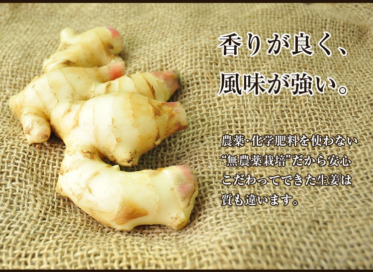 無農薬栽培の生姜１ｋｇ【長崎県産】【ピカイチ野菜くんにんじんジュース専門館】