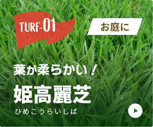 TURF-01。お庭に。葉が柔らかい！姫高麗芝