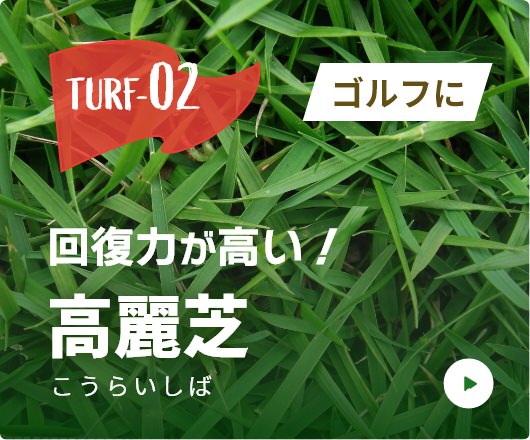 TURF-02。ゴルフに。回復力が高い！高麗芝