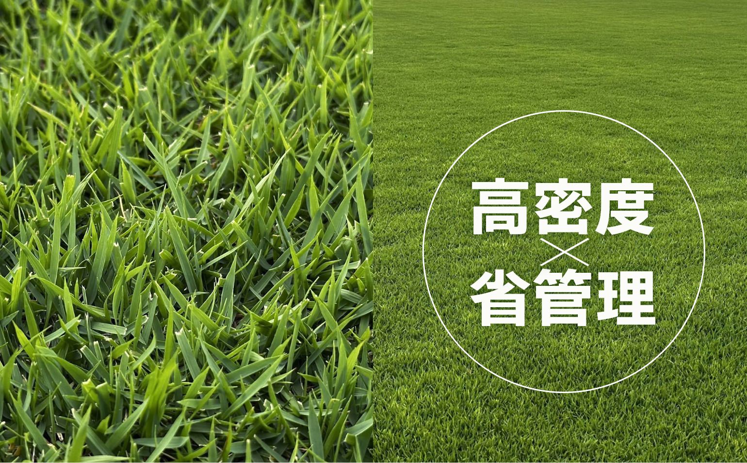 TM-Cross（1平米）【普通便/送料込】 | 芝生,TM-Cross | HAYASHI