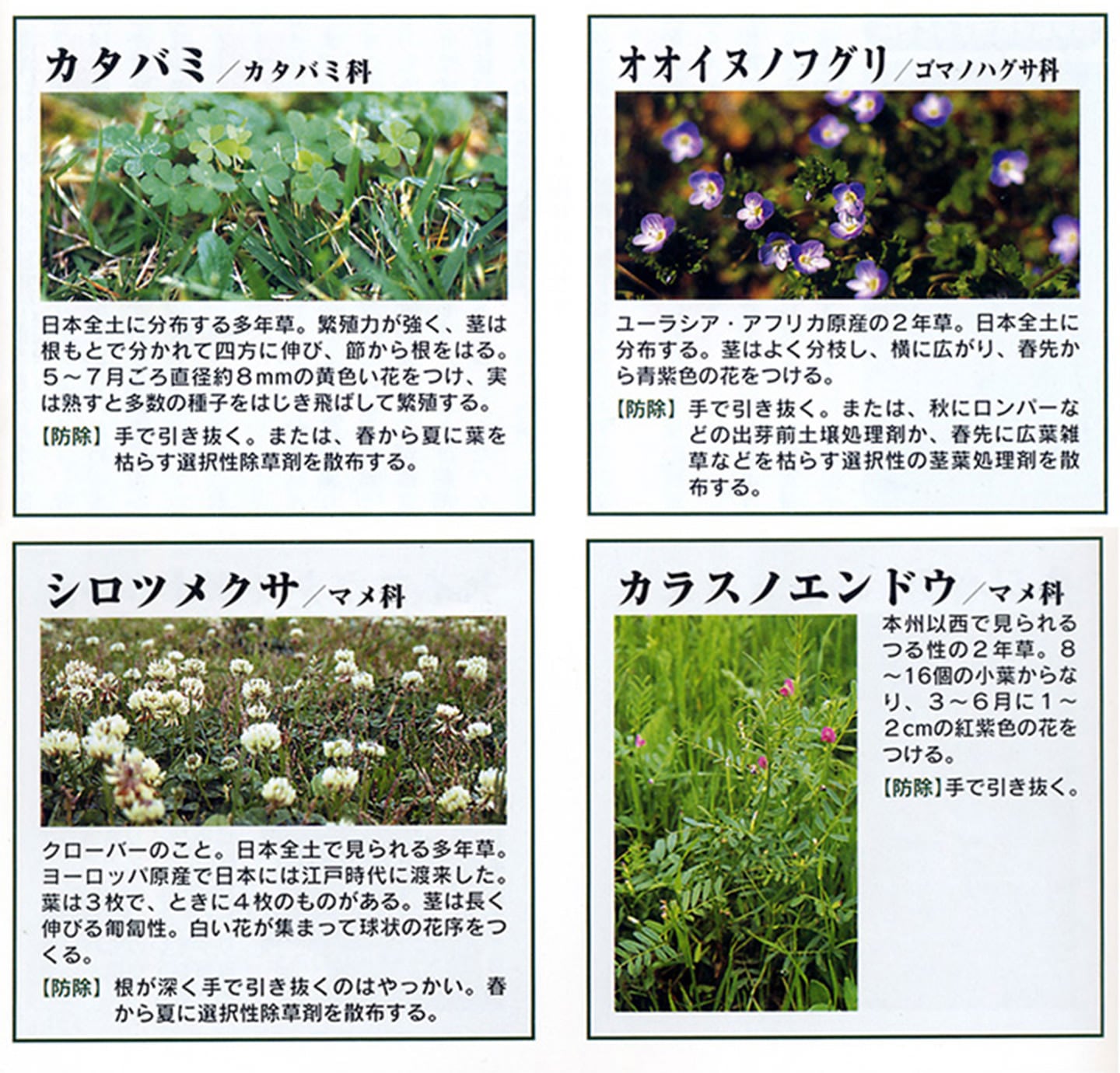 芝生用除草剤 クサブロック 250g【送料無料】 | 薬剤,除草剤 | HAYASHI
