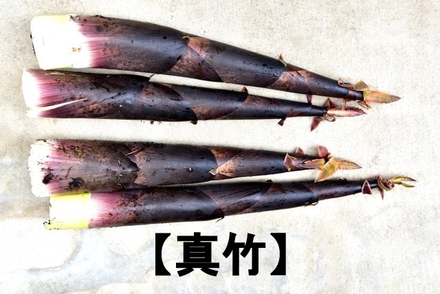 5月は淡竹です】予約開始♪発送は5月下旬～朝掘りを直送☆宮城県丸森