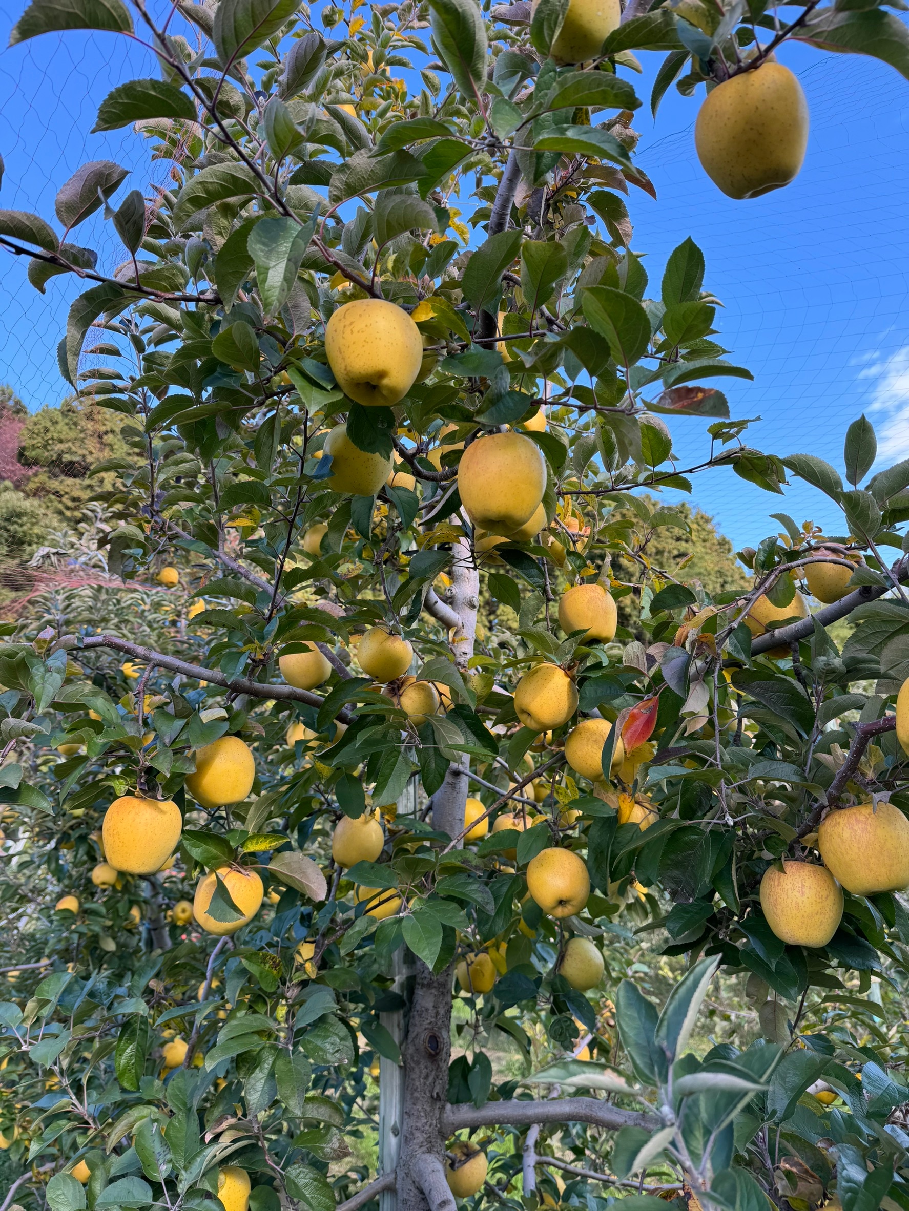 片平果樹園】【完売御礼！】初登場♪希少品種の完熟りんご「はるか」3