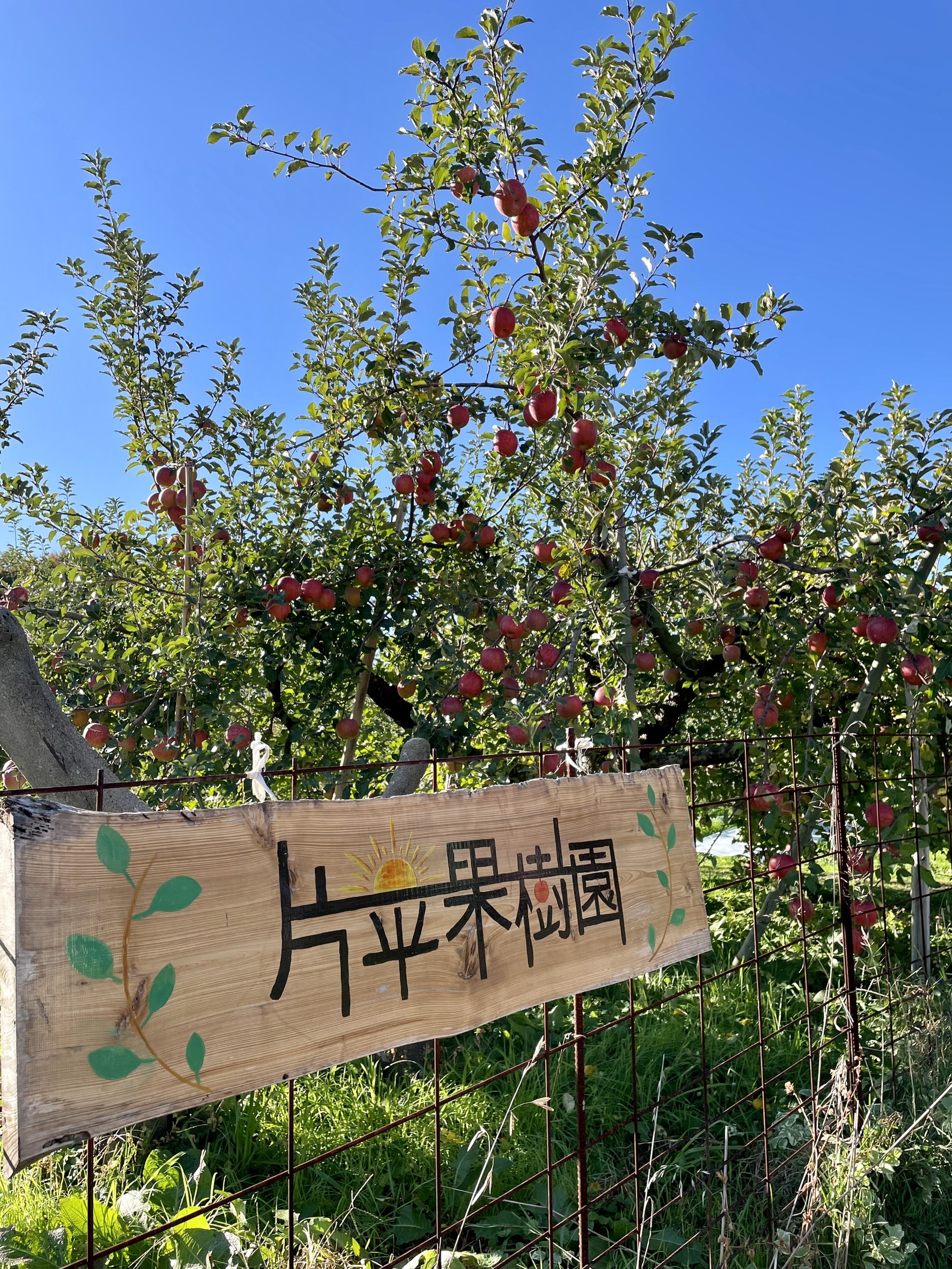 片平果樹園】【今年も完売御礼】12月より予約開始・中旬頃～発送です