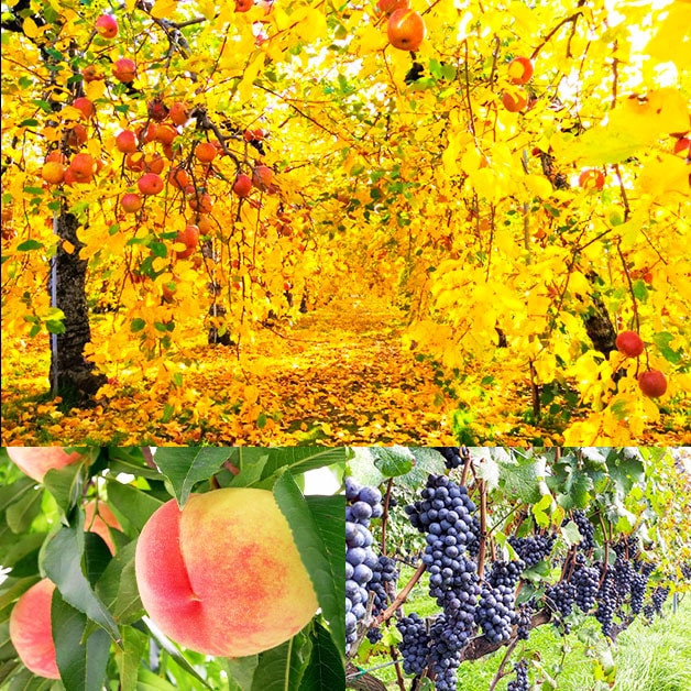 豊かな亘理の肥沃な土壌で葡萄、桃、サクランボ、梨などの果物を栽培しています。