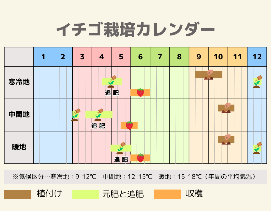 イチゴの栽培カレンダー