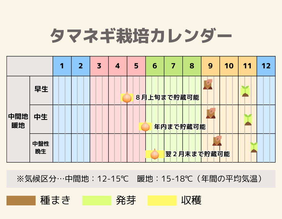 タマネギの栽培カレンダー