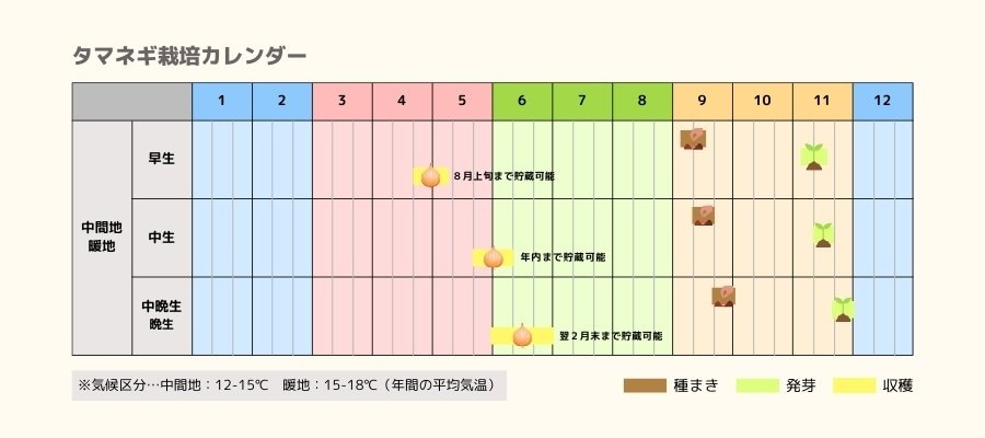 タマネギの栽培カレンダー