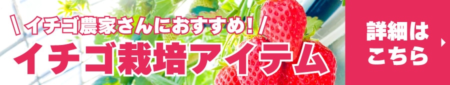 イチゴ記事