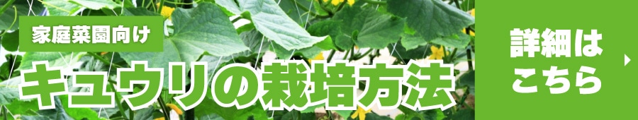 キュウリ記事