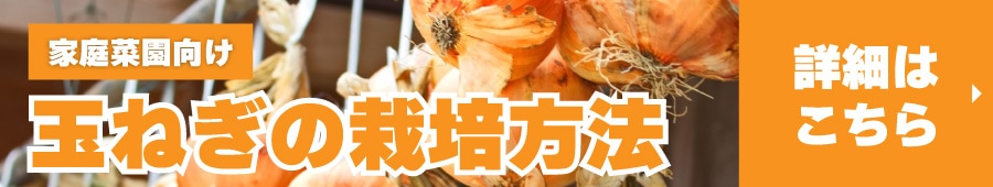 玉ねぎ記事
