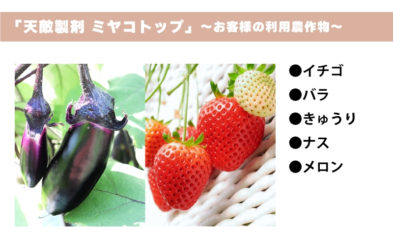 ミヤコトップ 
