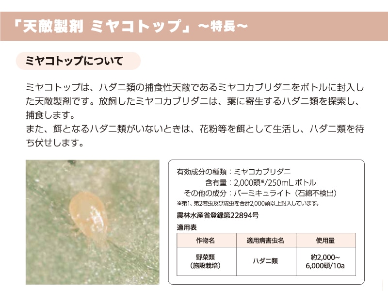 ミヤコトップ 