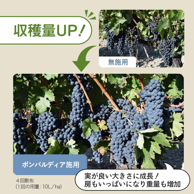 ボンバルディア1L