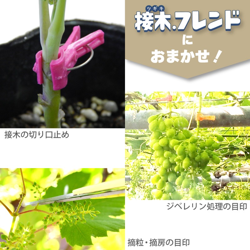 600個接木フレンドレッド