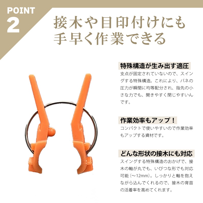 600個接木フレンドレッド