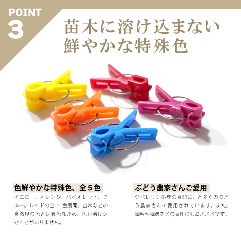 600個接木フレンドレッド