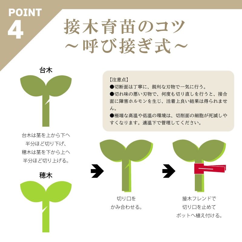 600個接木フレンドレッド