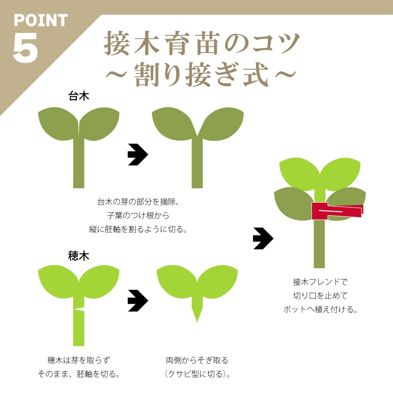 600個接木フレンドレッド