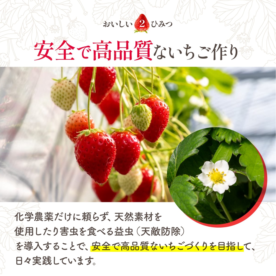 さぬきひめ 2Lサイズ 贈答用 いちご 18粒入（1箱約420g）1果重 重量23g