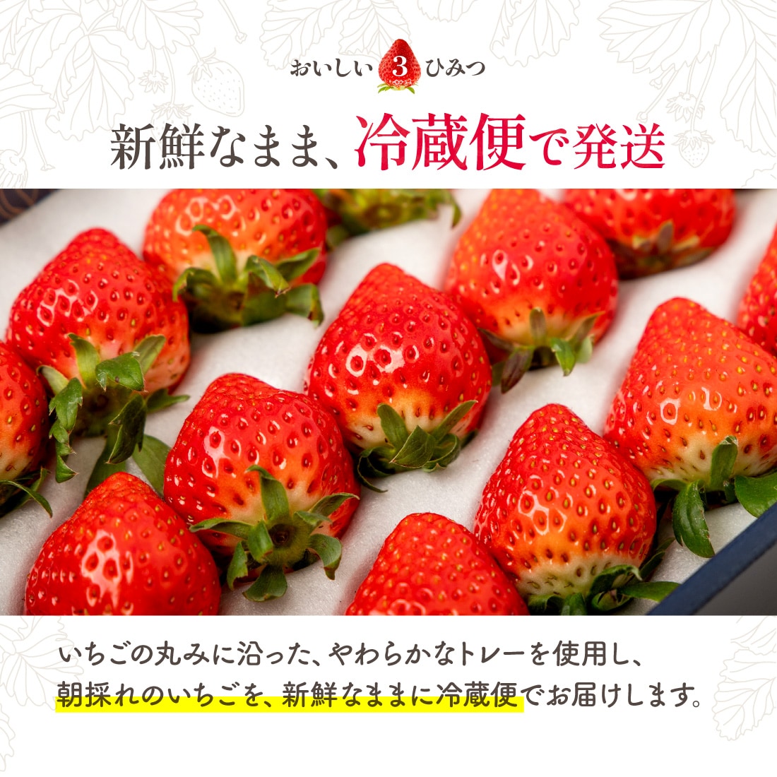 さぬきひめ 2Lサイズ 贈答用 いちご 18粒入（1箱約420g）1果重 重量23g