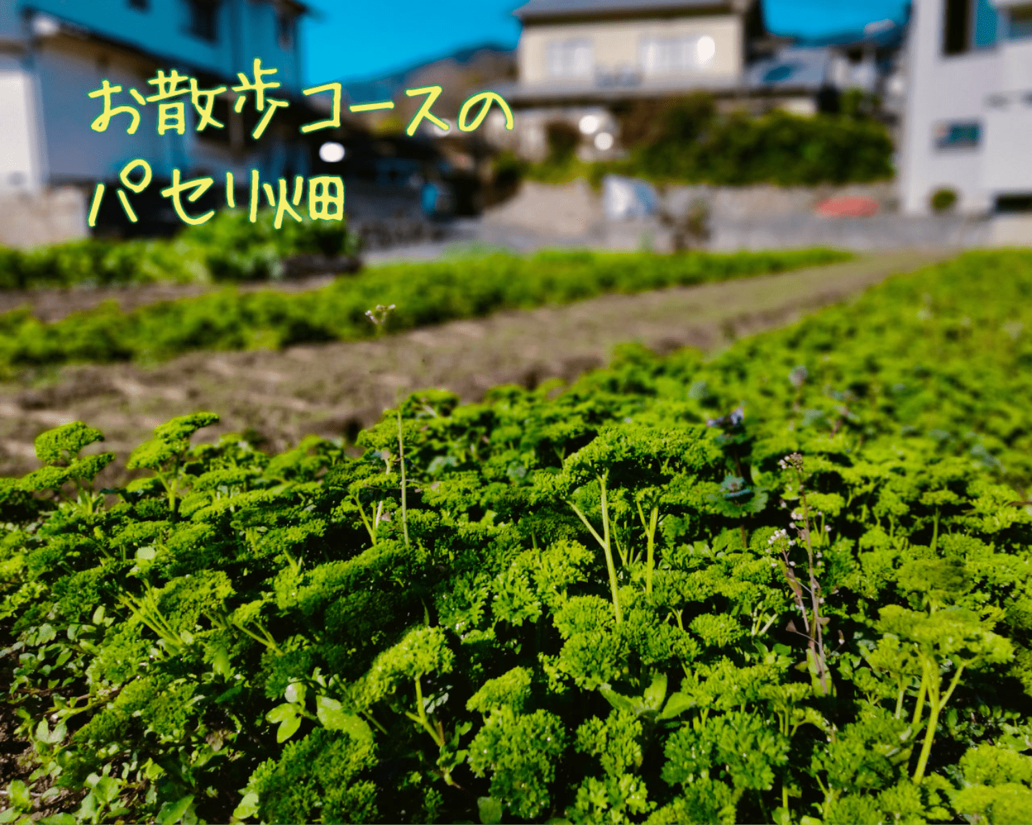 お散歩コースのパセリ畑
