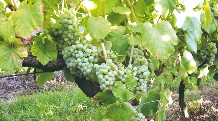 ペドラロンガ・カロリーナ - スペインワイン | スペイン,リアス