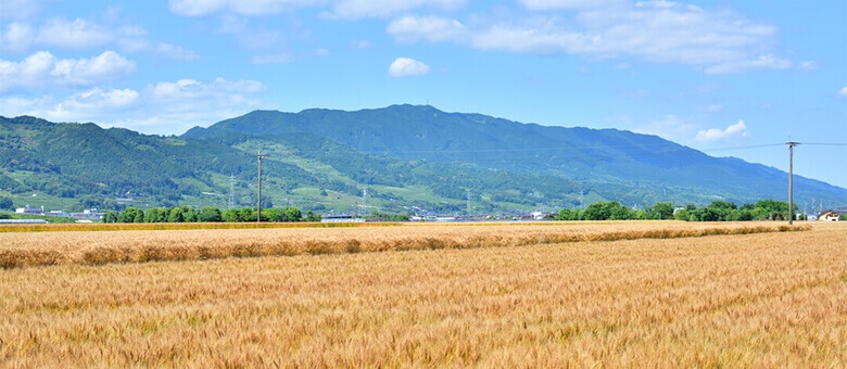 筑紫平野は麦の里