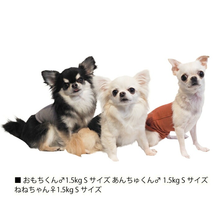 レビューで300円クーポン進呈》リカバリーわん(旧テラヘルツワン