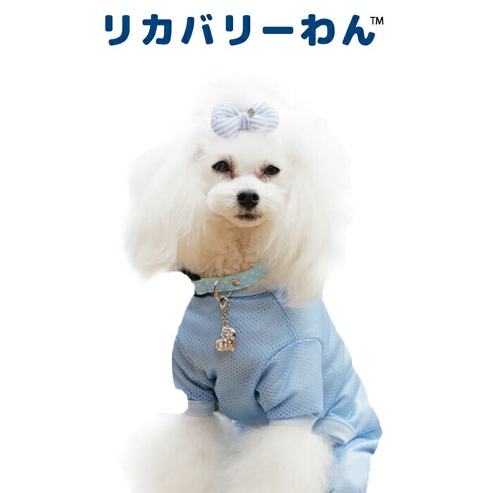 リカバリーわん（旧テラヘルツワン）ハートチャーム Lサイズ 犬用
