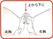 ̡֥饷쥹